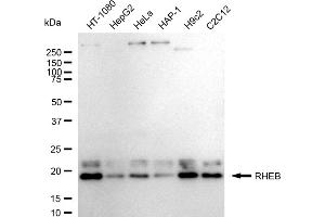 Western blotting analysis using RHEB antibody (ABIN7800141).