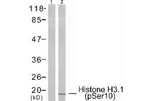 Western blot analysis of extracts from HeLa cells using Histone H3. (Histone H3.1 anticorps  (pSer10))