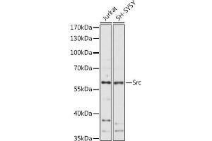 Western blot analysis of extracts of various cell lines, using Src antibody (ABIN6132240, ABIN6148428, ABIN6148429 and ABIN6215399) at 1:1000 dilution. (Src anticorps  (AA 1-80))