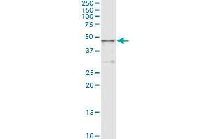 Immunoprecipitation of HGD transfected lysate using anti-HGD monoclonal antibody and Protein A Magnetic Bead , and immunoblotted with HGD MaxPab rabbit polyclonal antibody.