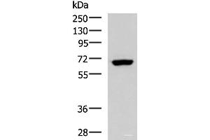 Western blot analysis of NIH/3T3 cell lysate using PPP2R1A Polyclonal Antibody at dilution of 1:850 (PPP2R1A anticorps)