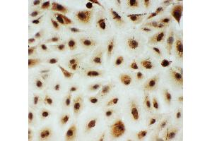 Anti-B MyB antibody, ICC ICC: A549 Cell