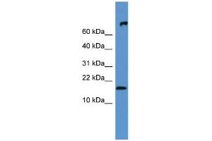 WB Suggested Anti-Fgf1 Antibody Titration:  0. (FGF1 anticorps  (N-Term))