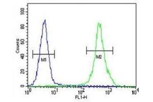 ZEB2 antibody flow cytometric analysis of MDA-MB435 cells (right histogram) compared to a negative control (left histogram).