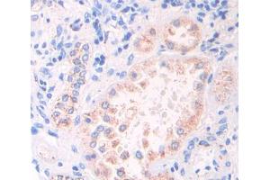 Used in DAB staining on fromalin fixed paraffin- embedded kidney tissue (GAS6 anticorps  (AA 503-664))