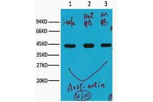 Western Blotting (WB) image for anti-Actin, beta (ACTB) antibody (ABIN3181104) (beta Actin anticorps)