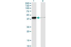 Western Blot analysis of DNAJB4 expression in transfected 293T cell line by DNAJB4 monoclonal antibody (M02), clone S13.