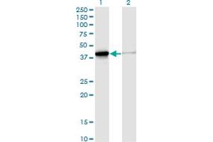 Western Blot analysis of DNAJB4 expression in transfected 293T cell line by DNAJB4 monoclonal antibody (M02), clone S13.