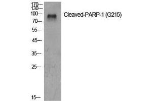Western Blot (WB) analysis of specific cells using Cleaved-PARP-1 (G215) Polyclonal Antibody.