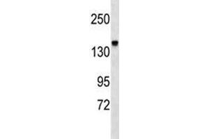 Integrin alpha 2 antibody western blot analysis in mouse kidney tissue lysate