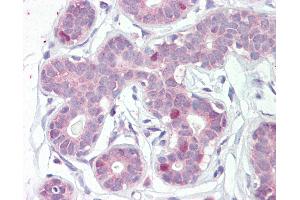 Anti-FOXA1 antibody IHC of human breast. (FOXA1 anticorps  (AA 429-439))