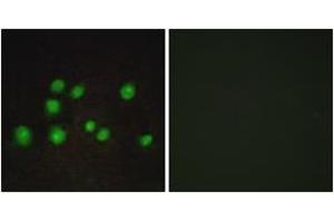 Immunofluorescence analysis of A549 cells, using ELOA2 Antibody.