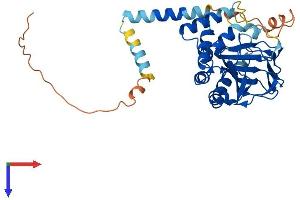 AlphaFold protein structure predicition of Human Recombinant ASPHD2 Protein, UniprotID Q6ICH7