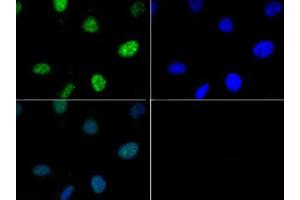 Immunofluorescence of Rabbit Anti-Histone H3 [p Thr6] Antibody.