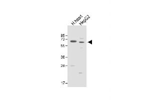 All lanes : Anti-ASPG Antibody (Center) at 1:1000 dilution Lane 1: Human heart lysate Lane 2: HepG2 whole cell lysate Lysates/proteins at 20 μg per lane. (Asparaginase anticorps  (AA 165-193))