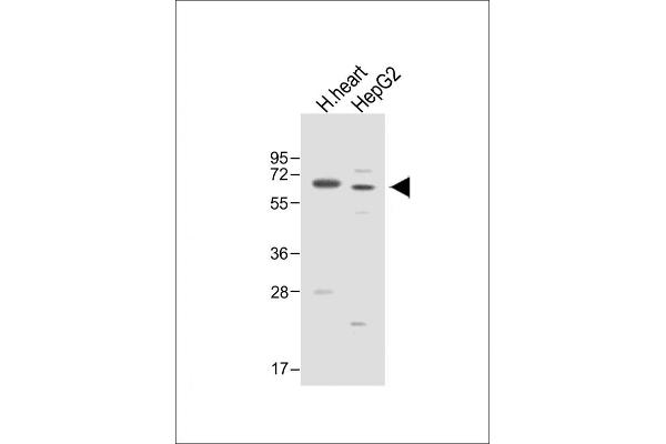 Asparaginase antibody  (AA 165-193)