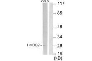 Western blot analysis of extracts from COLO205 cells, using HMGB2 Antibody. (HMGB2 anticorps  (AA 131-180))