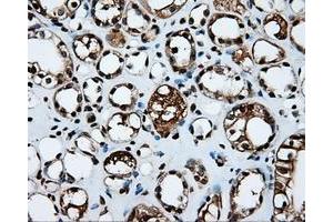 Image no. 14 for anti-Amyloid beta (A4) Precursor Protein (APP) antibody (ABIN1496877) (APP anticorps)