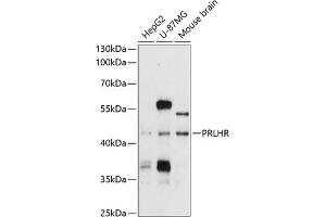 Western blot analysis of extracts of various cell lines, using PRLHR antibody (ABIN6128574, ABIN6146222, ABIN6146223 and ABIN6214749) at 1:1000 dilution. (PRLHR anticorps  (AA 1-70))