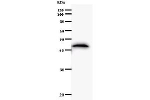 Western Blotting (WB) image for anti-Homeobox C11 (HOXC11) antibody (ABIN930923) (HOXC11 anticorps)