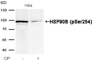 Western blot analysis of extracts from Hela cells, treated with calf intestinal phosphatase (CIP), using HSP90B (Phospho-Ser254) Antibody. (HSP9AB1 (pSer254) anticorps)