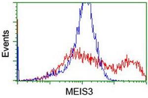 Image no. 2 for anti-Meis Homeobox 3 (MEIS3) (AA 1-261) antibody (ABIN1490669) (MEIS3 anticorps  (AA 1-261))