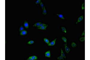 Immunofluorescent analysis of HepG2 cells using ABIN7147837 at dilution of 1:100 and Alexa Fluor 488-congugated AffiniPure Goat Anti-Rabbit IgG(H+L) (BHLHE40 anticorps  (AA 184-302))