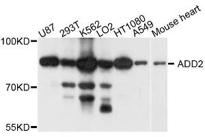 Western blot analysis of extracts of various cell lines, using ADD2 antibody (ABIN5996233) at 1/1000 dilution. (ADD2 anticorps)
