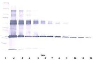 Image no. 2 for anti-Colony Stimulating Factor 1 (Macrophage) (CSF1) antibody (ABIN465552) (M-CSF/CSF1 anticorps)