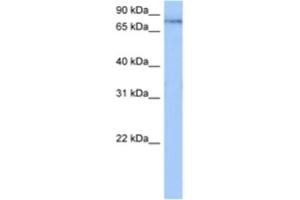 Western Blotting (WB) image for anti-Tetratricopeptide Repeat Domain 14 (TTC14) antibody (ABIN2462326)