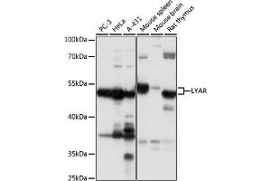 Western blot analysis of extracts of various cell lines, using LYAR antibody  at 1:1000 dilution. (LYAR anticorps  (AA 10-160))