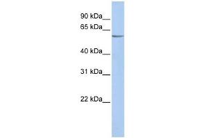 KCNK10 antibody used at 1 ug/ml to detect target protein. (KCNK10 anticorps  (N-Term))
