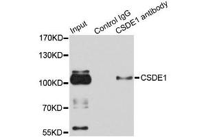 Immunoprecipitation analysis of 100ug extracts of HeLa cells using 3ug CSDE1 antibody. (CDSE1 anticorps  (AA 369-600))
