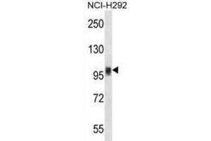 Western Blotting (WB) image for anti-Nuclear Factor of Activated T-Cells, Cytoplasmic, Calcineurin-Dependent 1 (NFATC1) antibody (ABIN2997610) (NFATC1 anticorps)