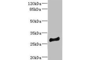 Western blot All lanes: MLF1 antibody at 4. (MLF1 anticorps  (AA 1-268))
