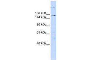 Image no. 1 for anti-Arginine-Glutamic Acid Dipeptide (RE) Repeats (RERE) (N-Term) antibody (ABIN6740568) (RERE anticorps  (N-Term))
