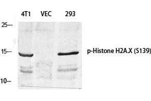 Western Blot (WB) analysis of specific cells using Phospho-Histone H2A. (H2AFX anticorps  (pSer139))