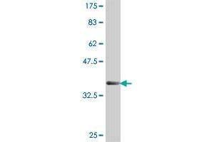 Western Blot detection against Immunogen (37. (EIF3E anticorps  (AA 346-445))