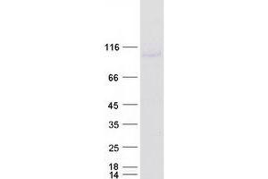 Validation with Western Blot