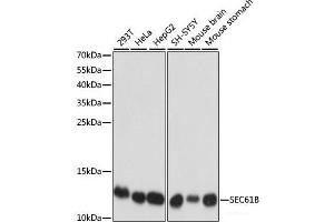 Western blot analysis of extracts of various cell lines using SEC61B Polyclonal Antibody at dilution of 1:1000. (SEC61B anticorps)