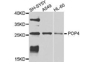 Western blot analysis of extracts of various cell lines, using POP4 antibody. (RPP29 anticorps)