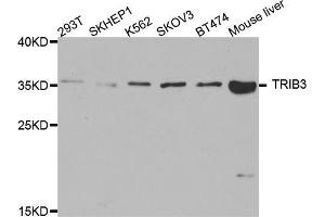 Western blot analysis of extracts of various cell lines, using TRIB3 antibody (ABIN5975258) at 1/1000 dilution.