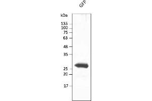 Western Blotting (WB) image for anti-Green Fluorescent Protein (GFP) antibody (DyLight 488) (ABIN7273060) (GFP anticorps  (DyLight 488))