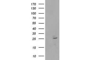 Image no. 1 for anti-Polymerase (RNA) II (DNA Directed) Polypeptide E, 25kDa (POLR2E) antibody (ABIN1500335) (POLR2E anticorps)
