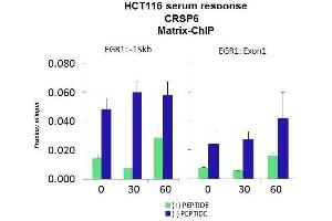 Quiescent human colon carcinoma HCT116 cultures were treated with 10% FBS for three time points (0, 15, 30min) or (0, 30, 60min) were used in Matrix-ChIP and real-time PCR assays at EGR1 gene (Exon1) and 15kb upstream site. (MED17 anticorps  (N-Term))