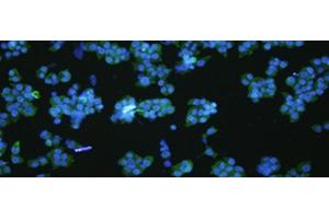 Immunofluorescence analysIs of NCCIT cell using VNN1 Polyclonal Antibody at dilution of 1:100 (VNN1 anticorps)