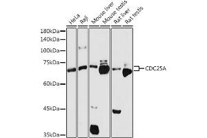 Western blot analysis of extracts of various cell lines, using CDC25A antibody (ABIN3021625, ABIN3021626, ABIN3021627 and ABIN6215426) at 1:1000 dilution. (CDC25A anticorps  (AA 235-484))