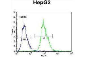 Flow cytometric analysis of HepG2 cells using OR4K5 Antibody (C-term) Cat. (OR4K5 anticorps  (C-Term))