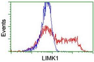 Image no. 3 for anti-LIM Domain Kinase 1 (LIMK1) antibody (ABIN1499144)