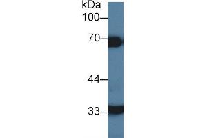 Detection of HCII in Porcine Liver lysate using Polyclonal Antibody to Heparin Cofactor II (HCII)